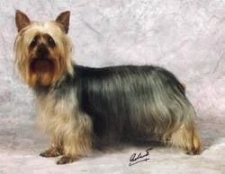 Silky Terrier dog breed
