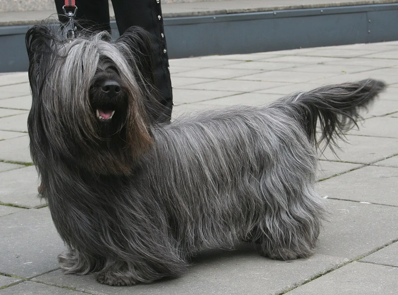 Skye Terrier dog breed