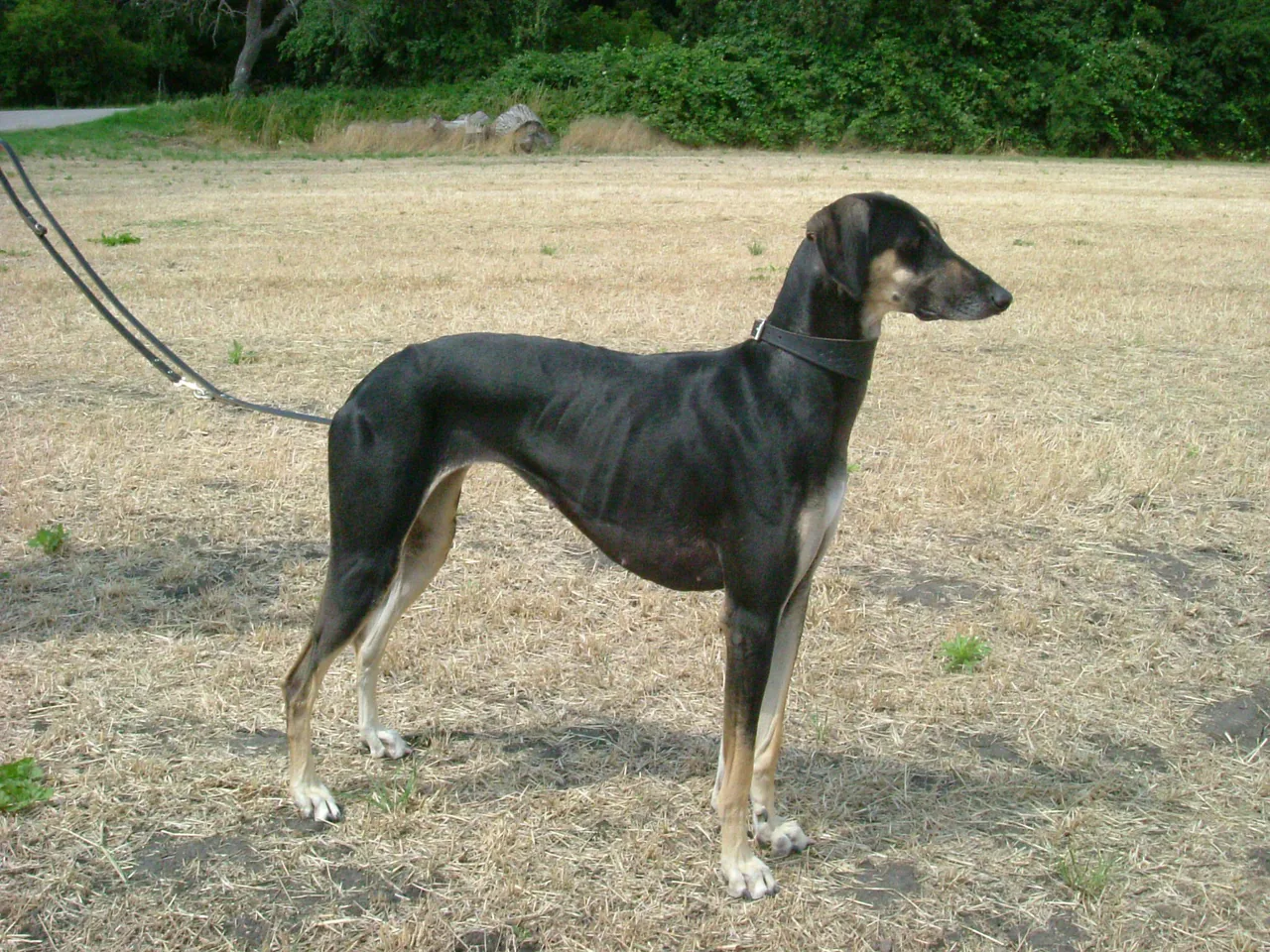 Sloughi dog breed
