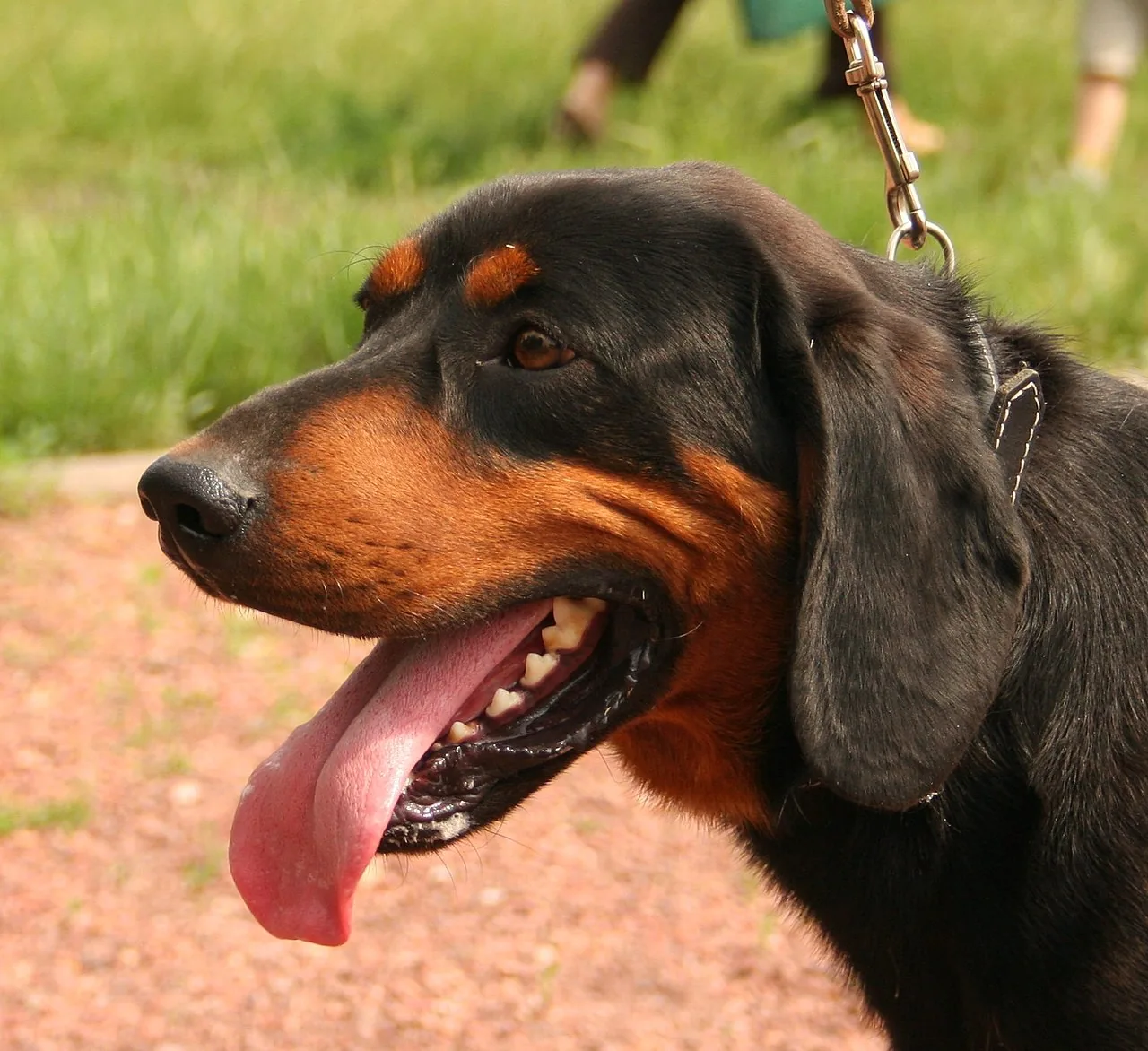Slovensky Kopov dog breed