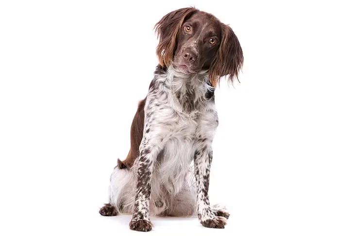 Small Munsterlander dog breed