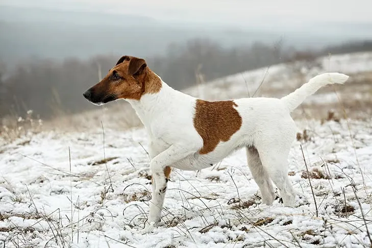 Smooth Fox Terrier dog breed