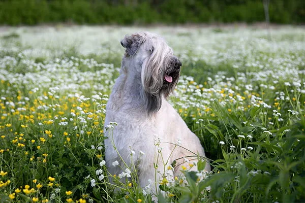 Soft Coated Wheaten Terrier dog breed