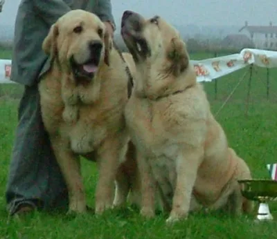 Spanish Mastiff dog breed