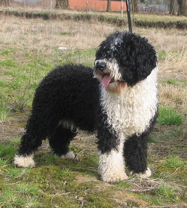 Spanish Water Dog dog breed