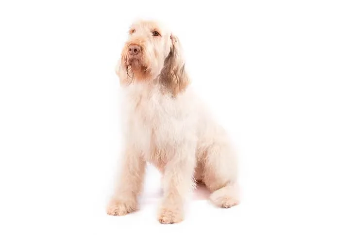 Spinone Italiano dog breed