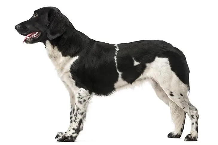 Stabyhoun dog breed