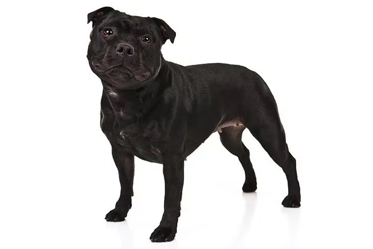 Staffordshire Bull Terrier dog breed