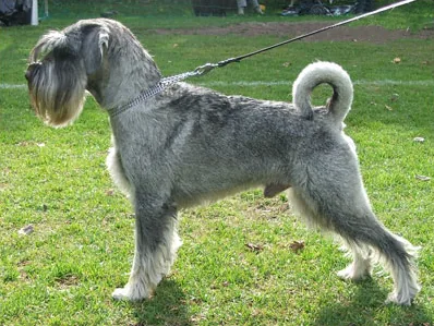 Standard Schnauzer dog breed