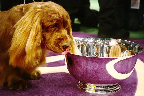 Sussex Spaniel dog breed