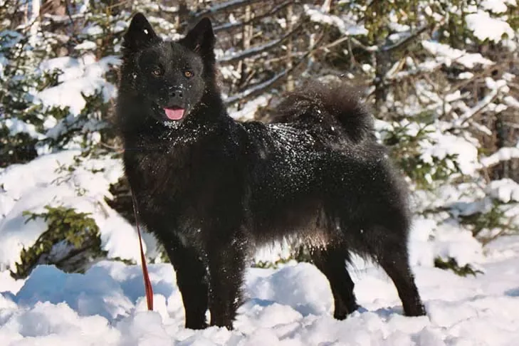 Swedish Lapphund dog breed