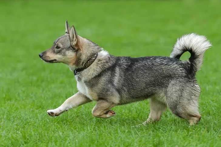 Swedish Vallhund dog breed