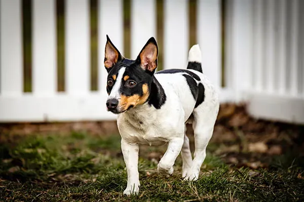 Teddy Roosevelt Terrier dog breed