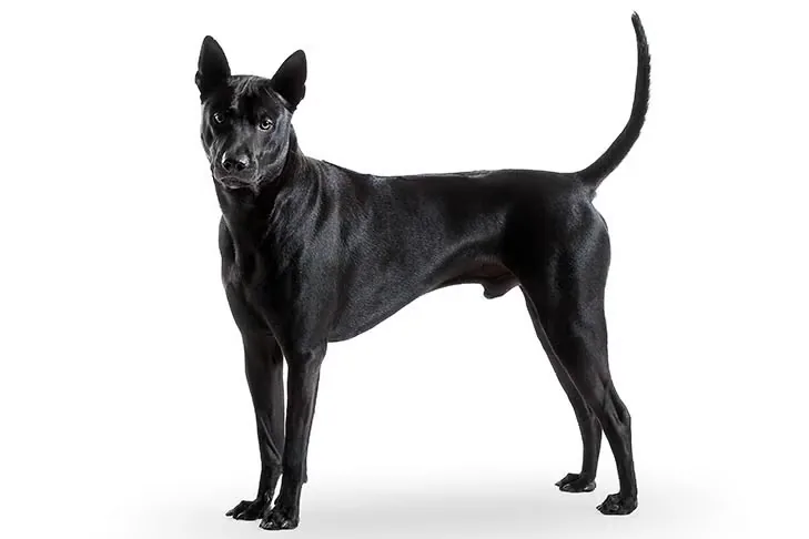 Thai Ridgeback dog breed