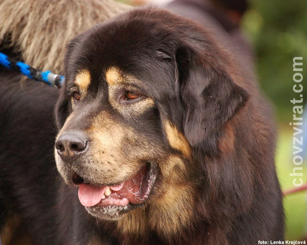 Tibetan Mastiff dog breed