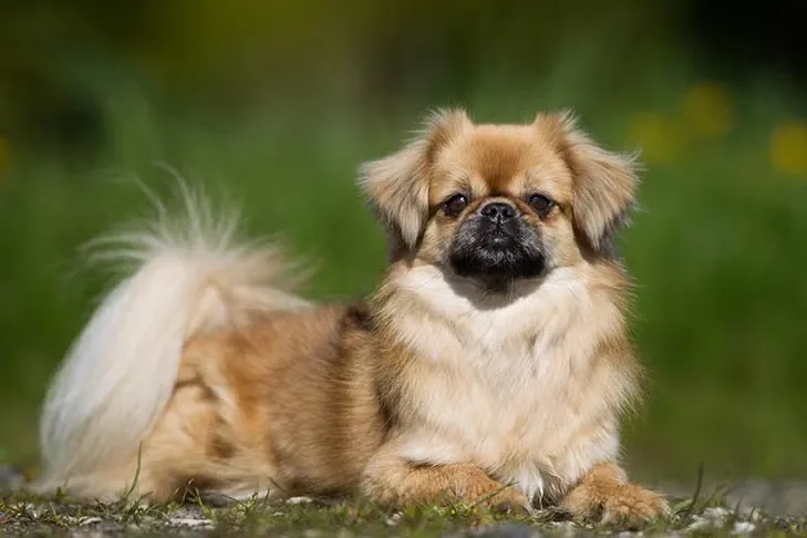 Tibetan Spaniel dog breed
