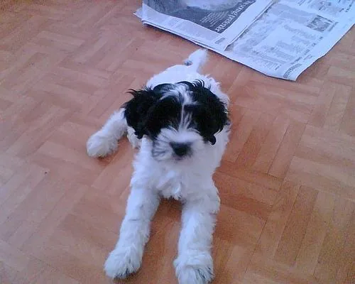 Tibetan Terrier dog breed