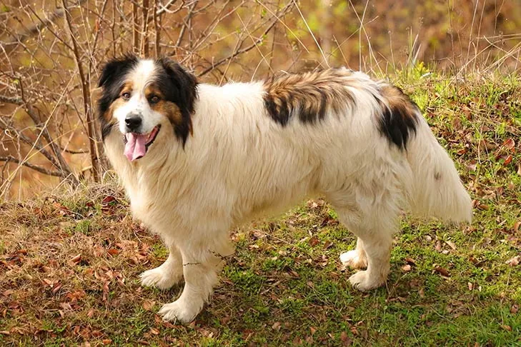Tornjak dog breed