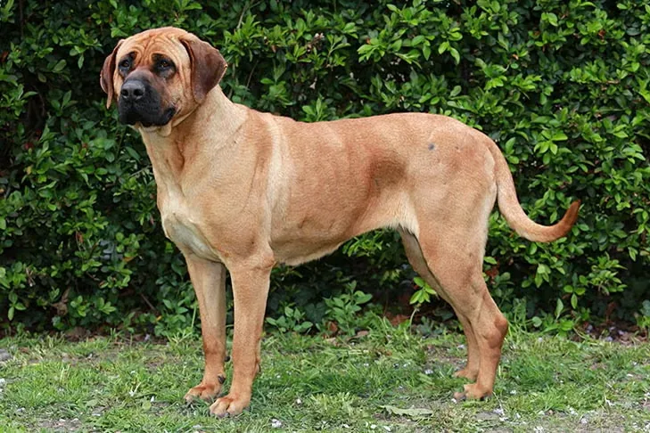 Tosa dog breed