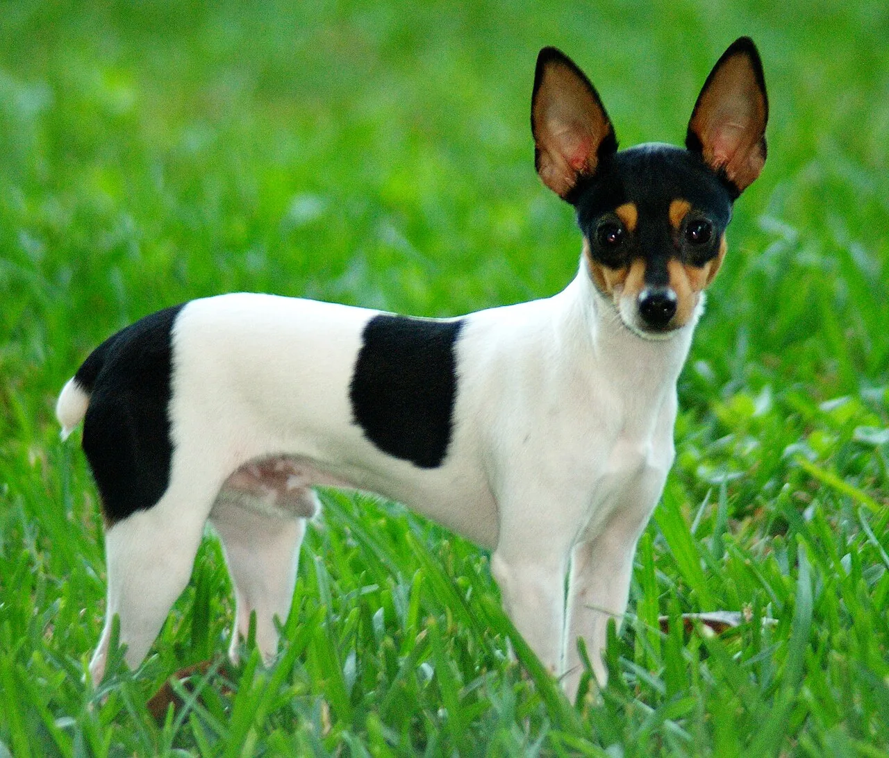 Toy Fox Terrier dog breed