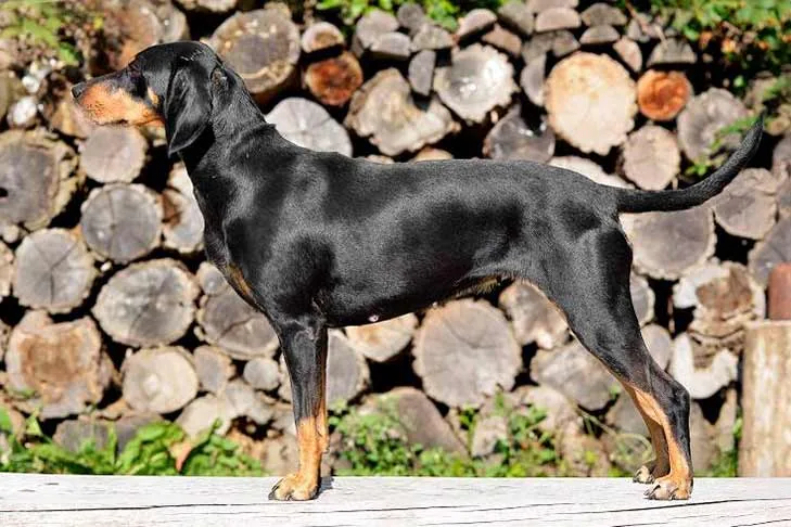 Transylvanian Hound dog breed