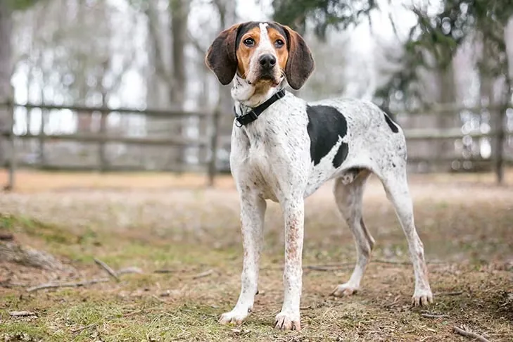 Treeing Walker Coonhound dog breed