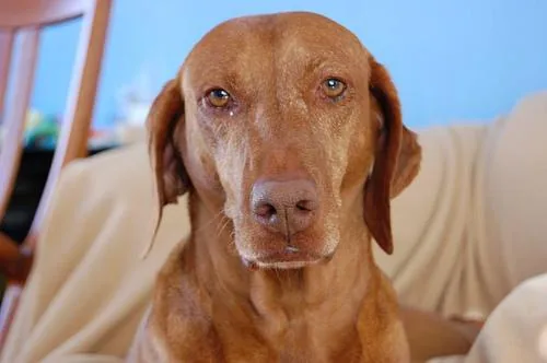 Wirehaired Vizsla dog breed