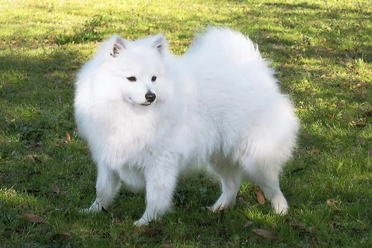 Volpino Italiano dog breed
