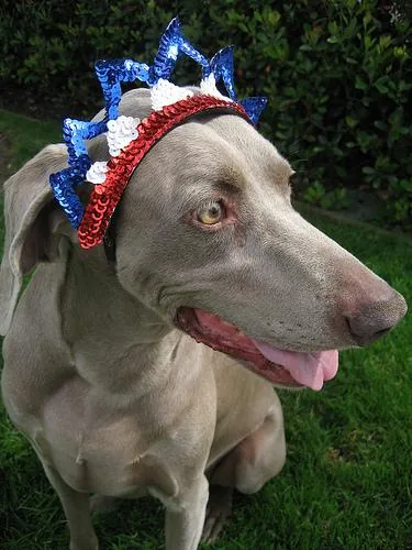 Weimaraner dog breed