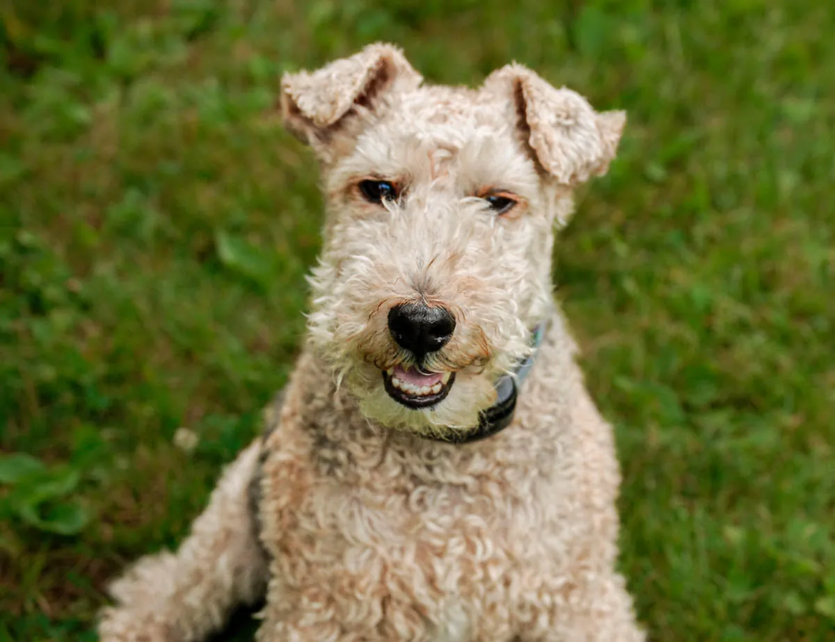 Welsh Terrier dog breed