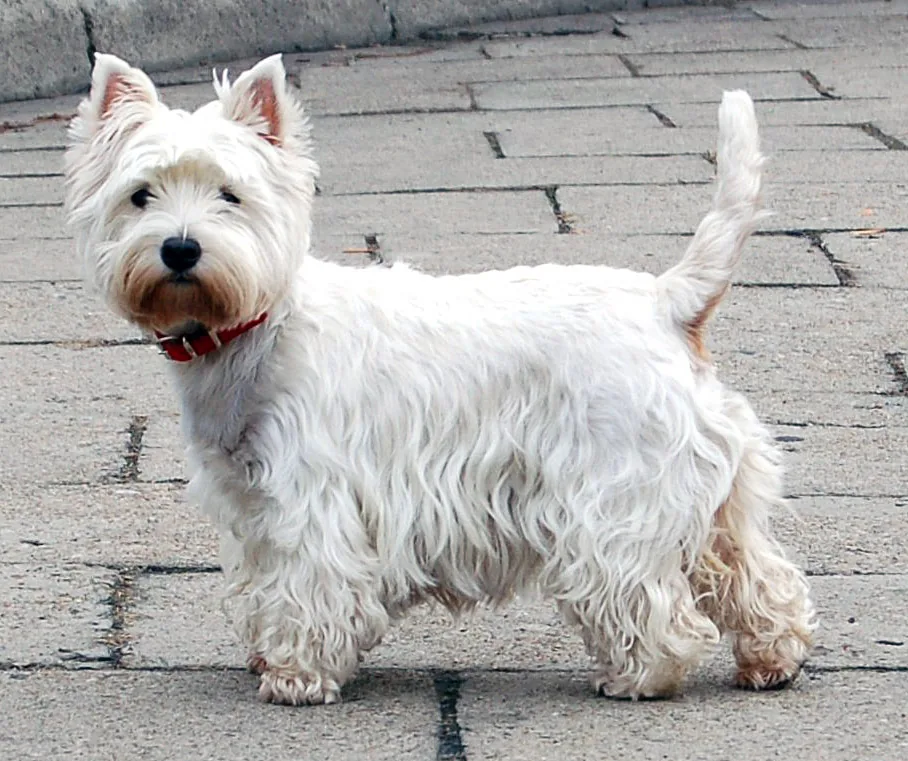 West Highland White Terrier dog breed
