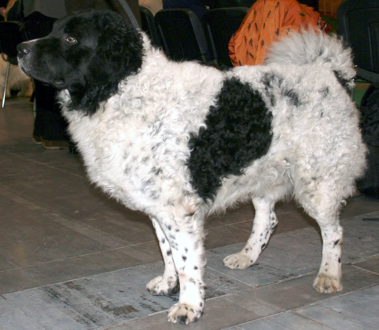 Wetterhoun dog breed