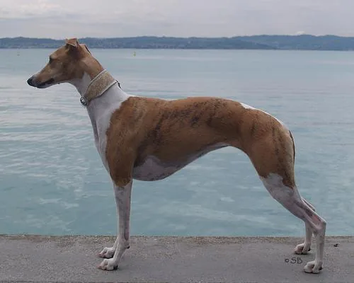 Whippet dog breed