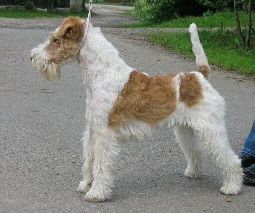 Wire Fox Terrier dog breed