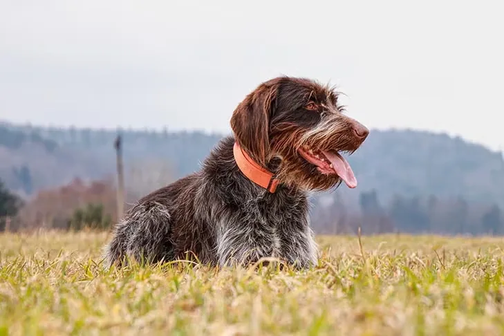 Wirehaired Pointing Griffon dog breed