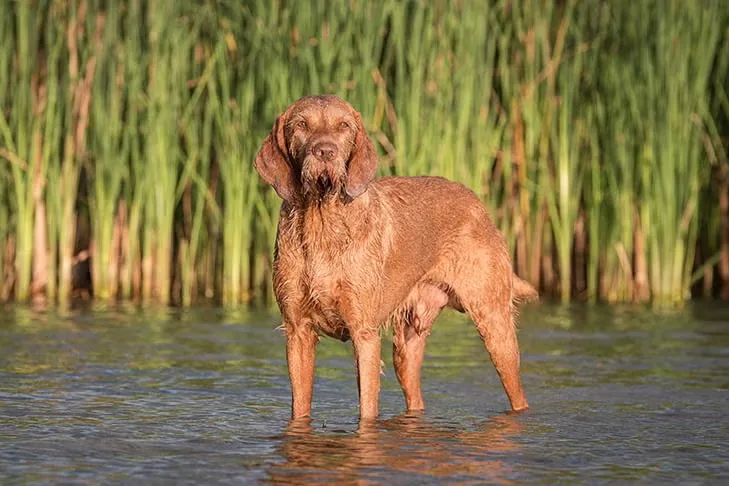 Wirehaired Vizsla dog breed