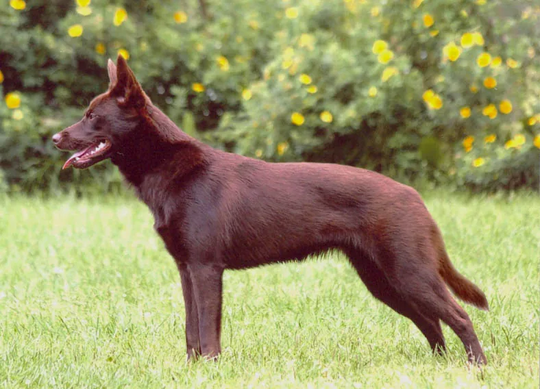 Working Kelpie dog breed
