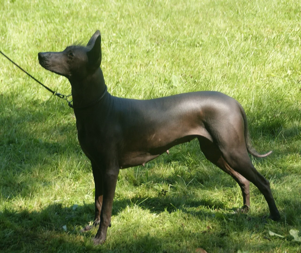 Xoloitzcuintli dog breed