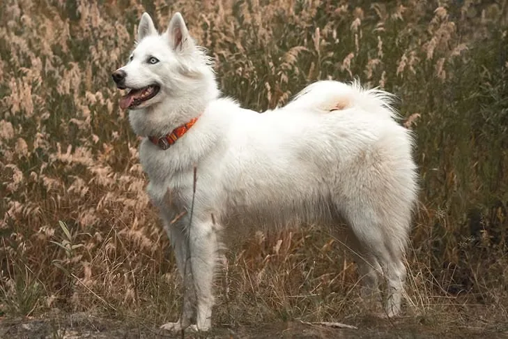 Yakutian Laika dog breed