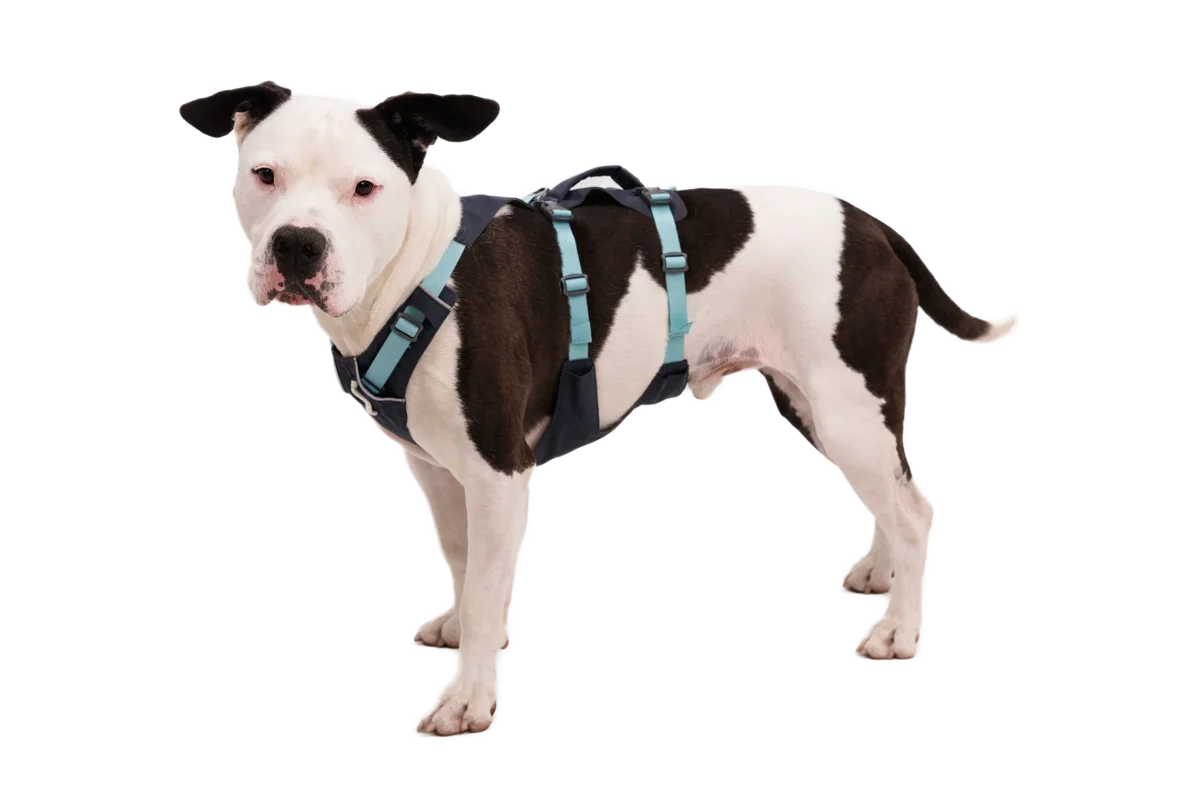Flagline™ Dog Harness with Handle official product image