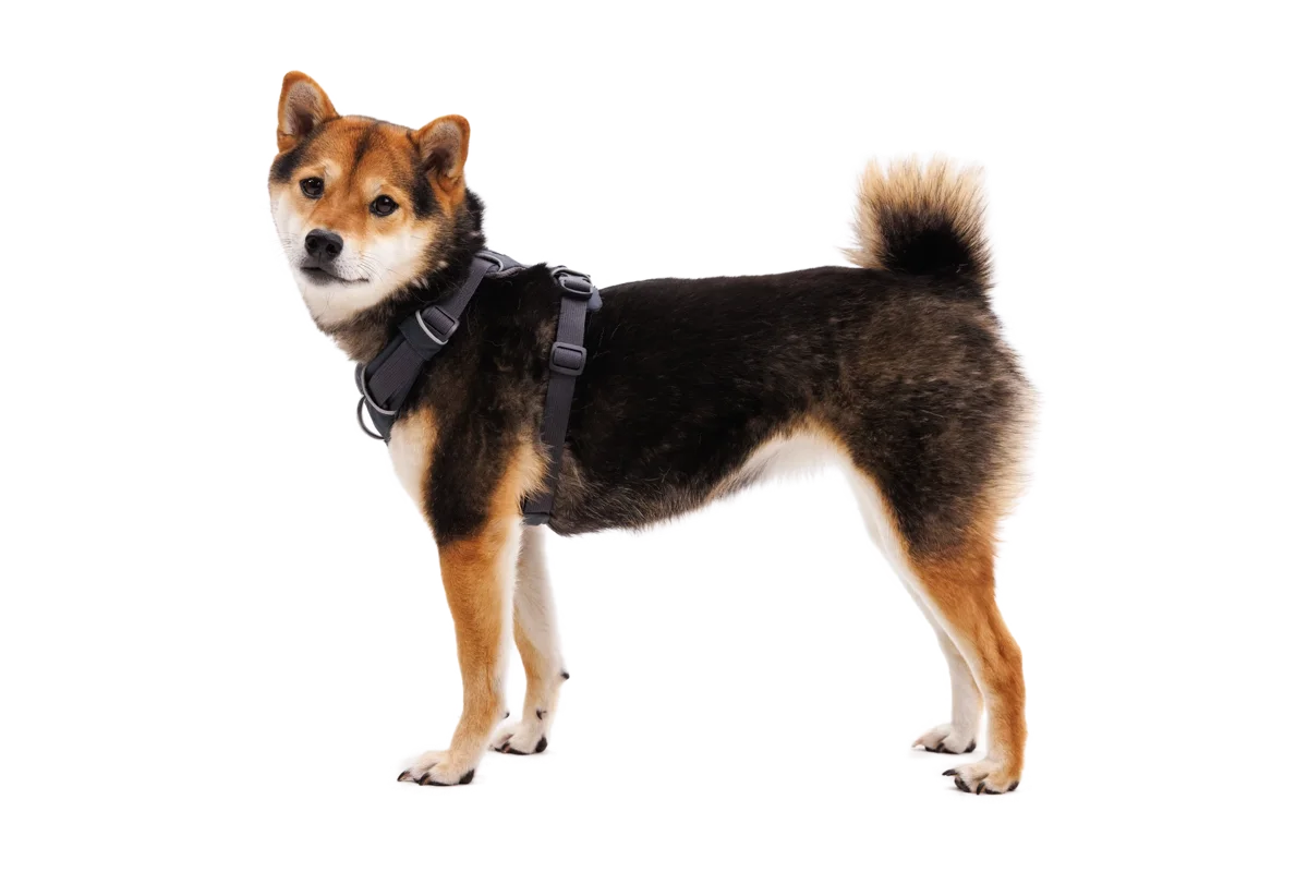 Front Range® Harness official product image