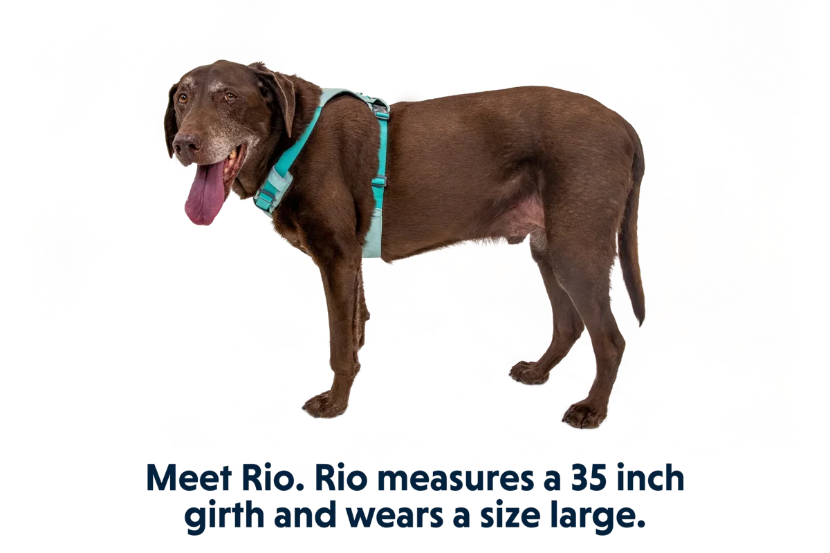 Hi & Light™ Lightweight Dog Harness official product image